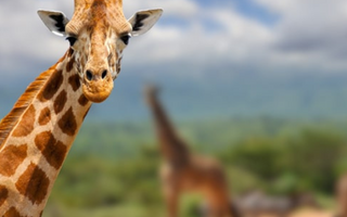 cute-giraffe-discover-15-facts-about-giraffes.jpg